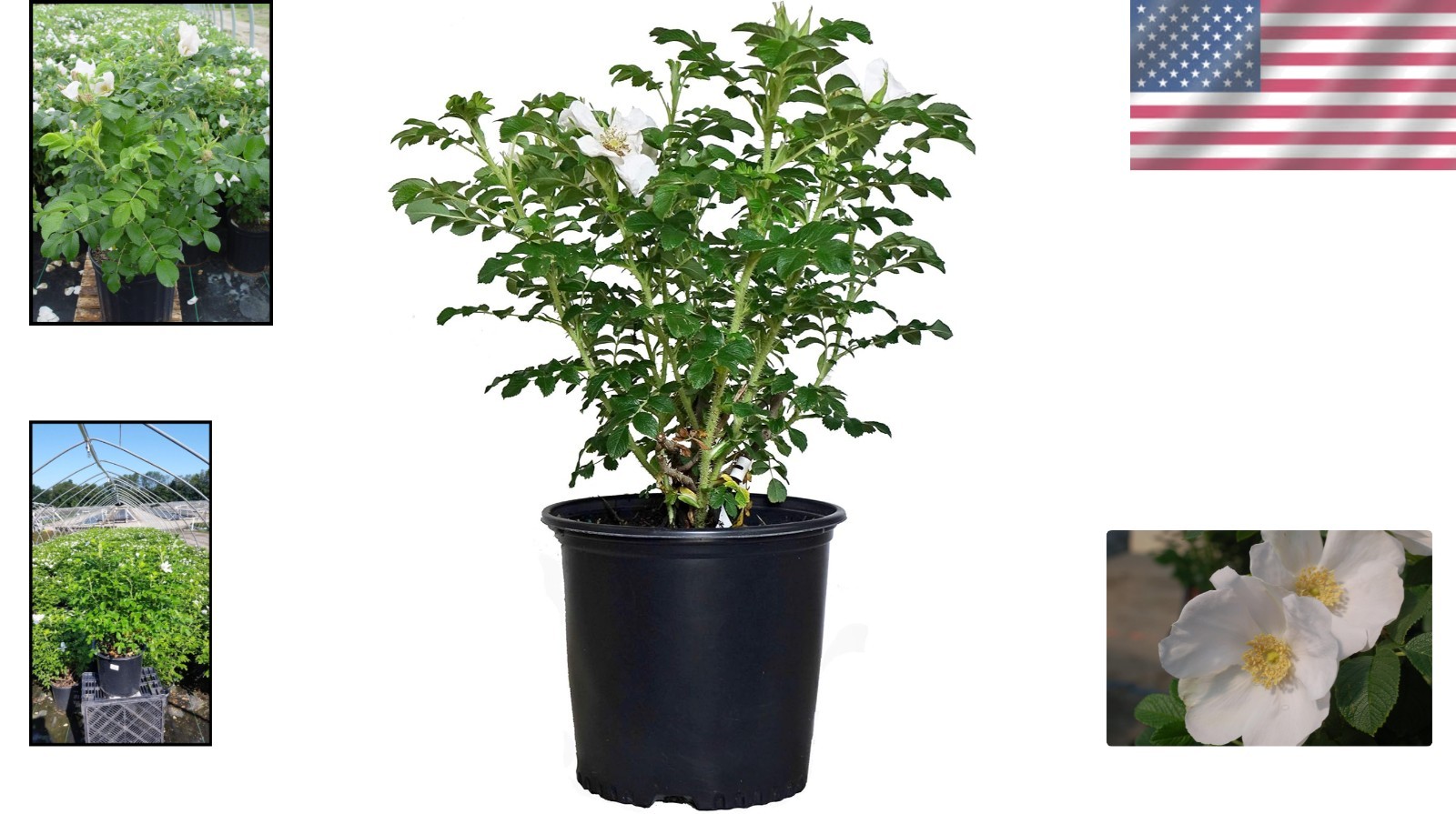 White Rugosa Rose Plant – Hardy & Beautiful