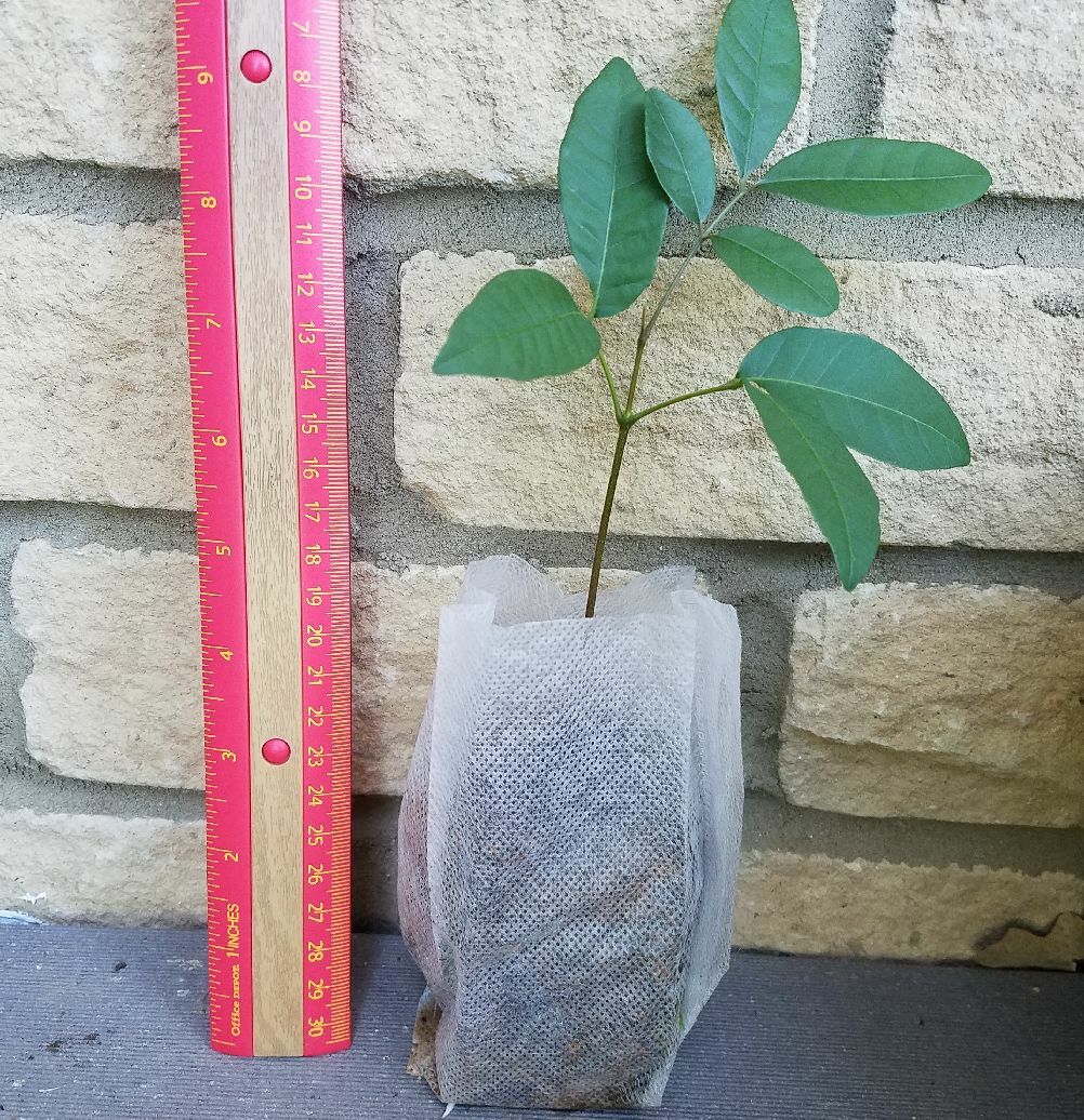 Longan Dimocarpus Dragon Eye Seedling Plant, Tropical Fruit Tree Seedling