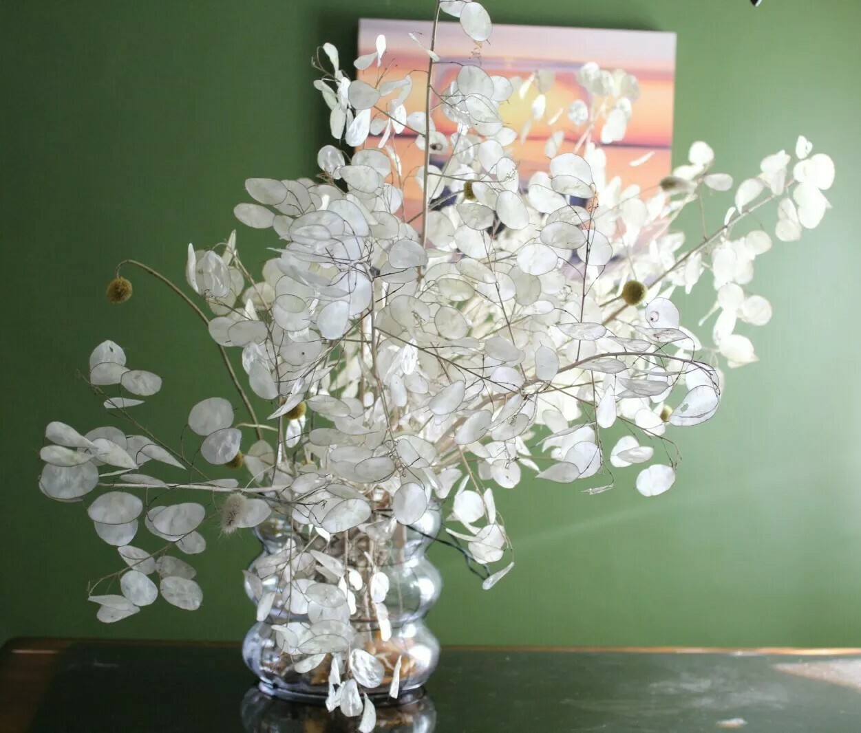 Silver Dollar 50+ SEEDS (Lunaria annua) 2023 CROP – US SELLER