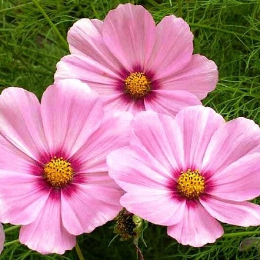 Cosmos Gloria Pink Flower Seeds 100 Ct CUT FLOWER USA SELLER FREE SHIPPING
