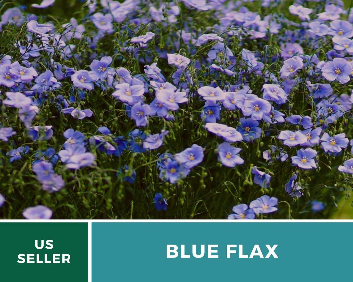 Flax, Blue – “Prairie Flax” – 100 Seeds – Stunning Flowers – Sow Spring or Fall