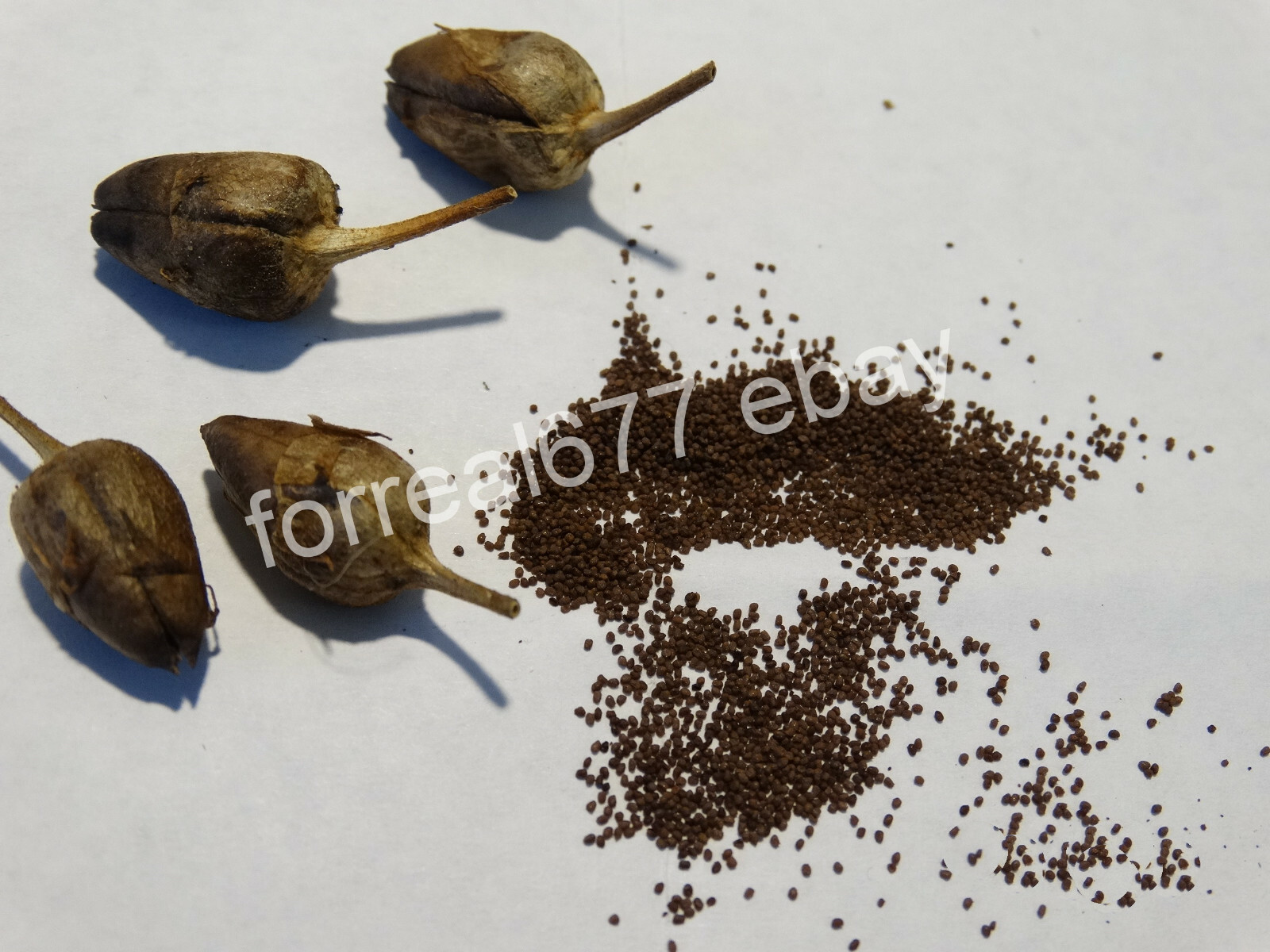 LOUISIANA PERIQUE TOBACCO 1000+ SEEDS FRESH 2023 HARVEST Instructions Included