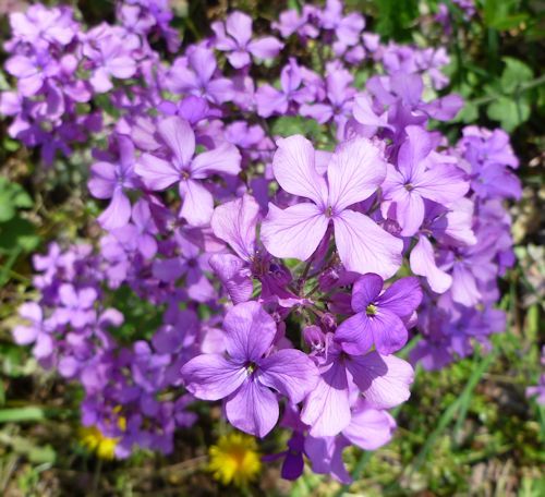 75 Moneyplant Lunaria annua Flower Seeds FREE SHIPPING
