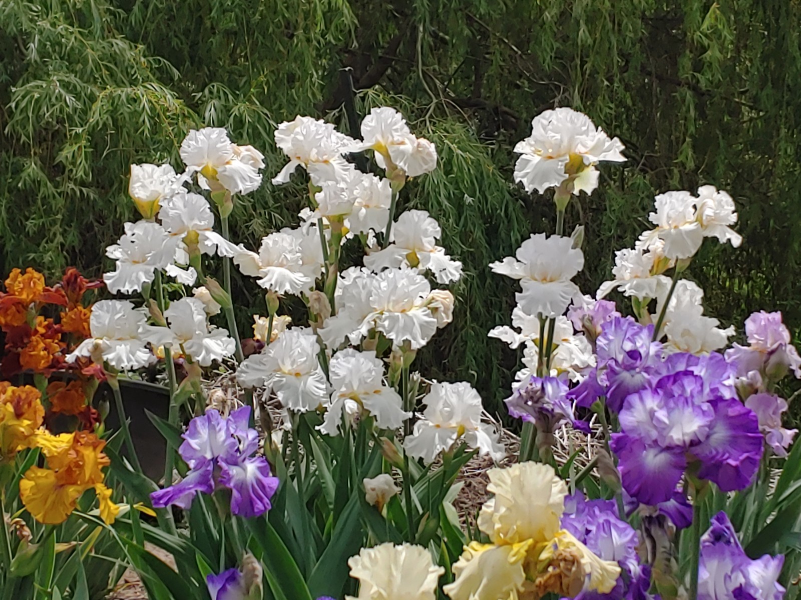 ‘Fresh Powder’ TB Bearded Iris Rhizome PRE-SALE to Ship Aug/Sept