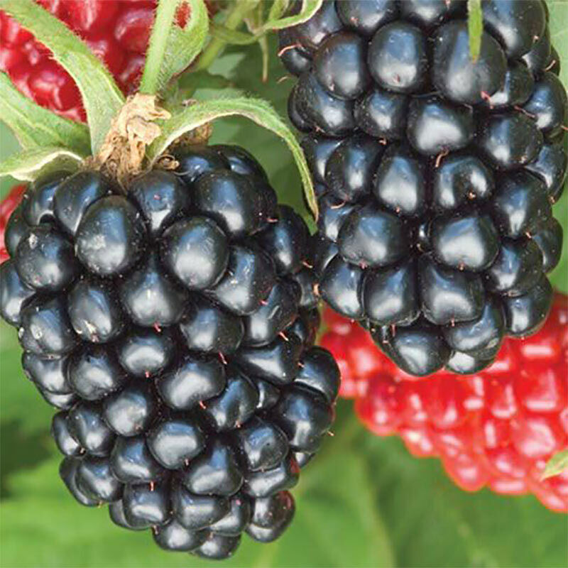 Thornless Apache Blackberry Seeds Triple Crown Giant FREE USA SHIPPING Sz:10-100