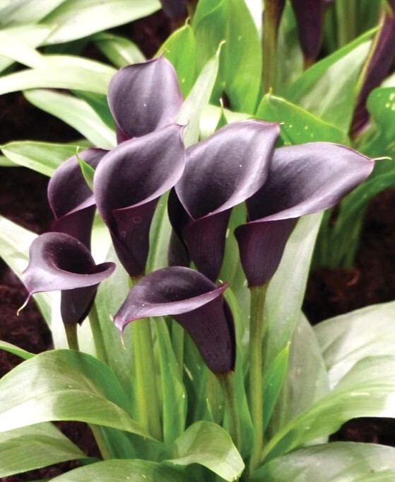 4 Calla Lily Flowers Bulbs Black Schwarzwalder Gothic Flower Gardens Plants