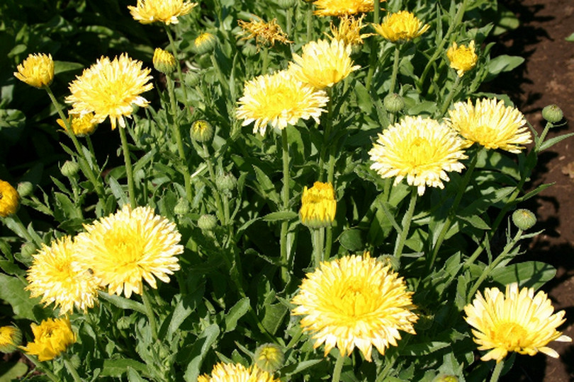 100 Calendula officinalis “Pacific Beauty Cream” Flower Seeds Edible
