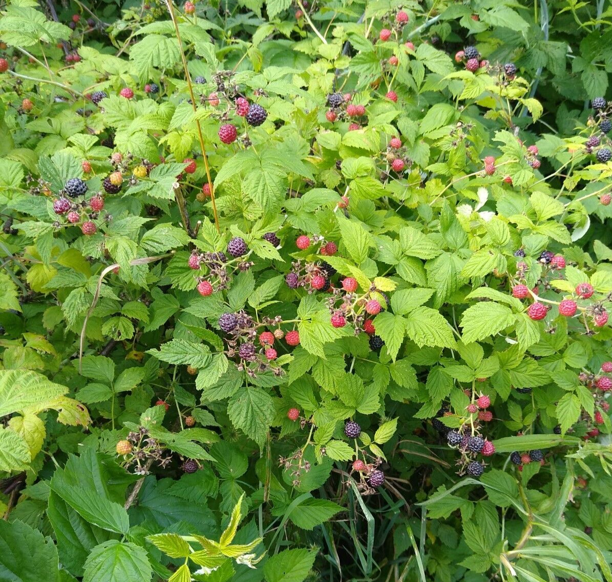 ORGANIC BLACK RASPBERRY 120+ Seeds, MADE IN USA, Garden FRESH