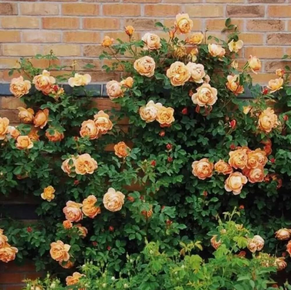 100PCS Orange Climbing Rose Seeds Rare Garden Plant Non-Gmo Heirloom Seeds