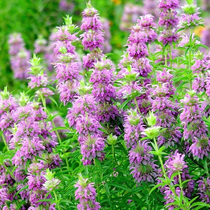 1000+ Monarda citriodora Seeds | Lemon Mint | Lemon Bee Balm , 1000 Seeds USA