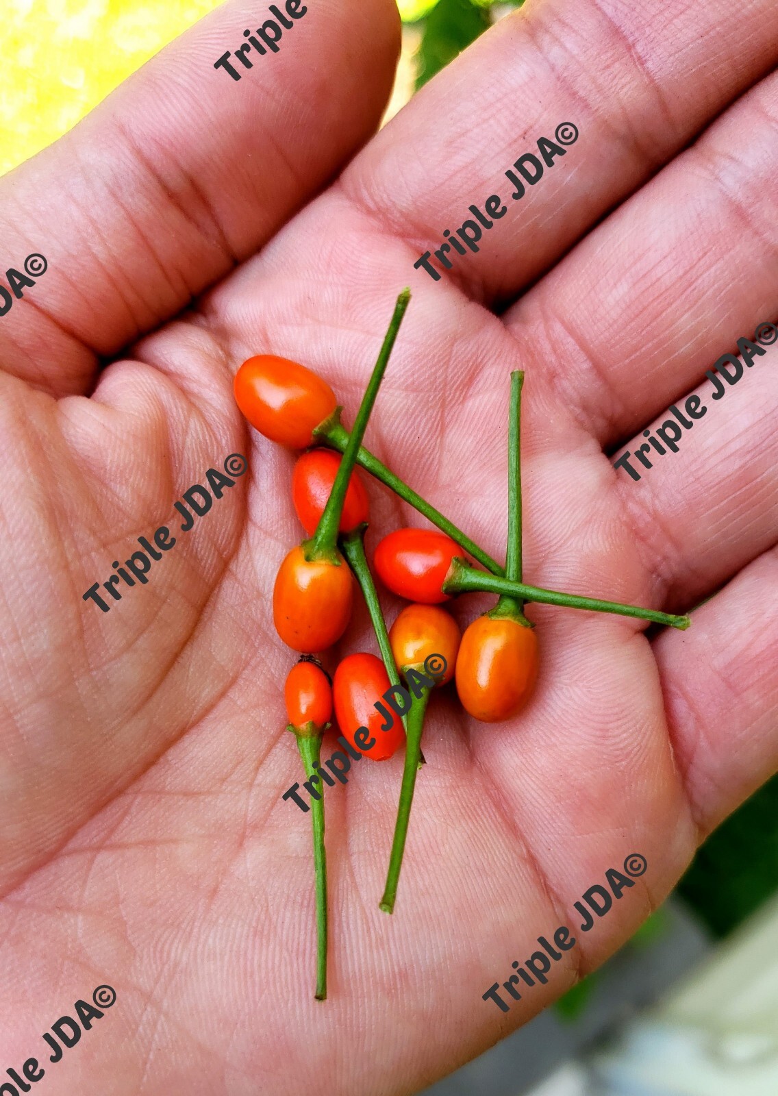 SEEDS Chile Pequin Pepper/Bird’s Eye Chili Pepper (Capsicum Annuum) 50 seeds