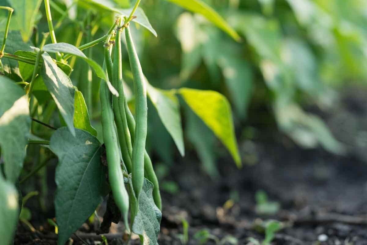 Jade Bush Green Bean Seeds, Stringless Variety, Non-GMO Ships Free