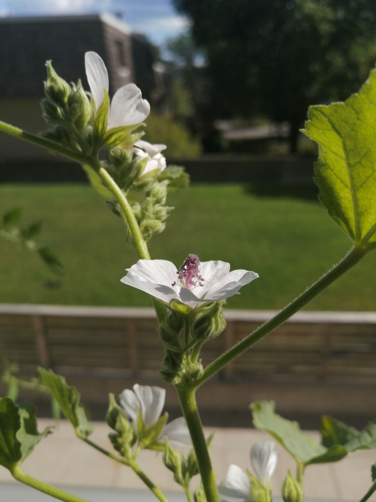 100 Marshmallow Herb Seeds Althaea officinalis for Marsh Mallow Medicinal Roots