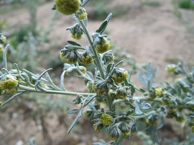 500 Artemisia Absinthium Seeds – Absinthe Wormwood – Medicinal Herbs