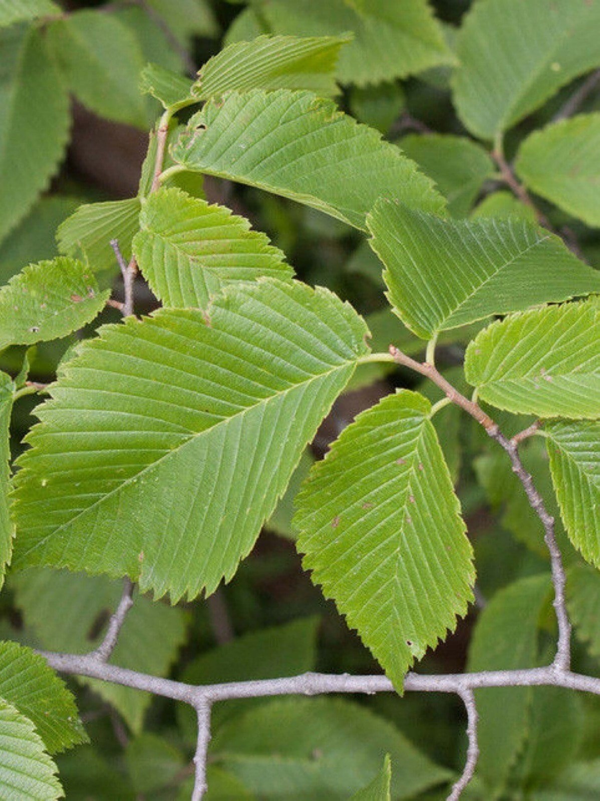4-6 inches tall Slippery Elm tree 1 year old plant (Ulmus Rubra) Bare root