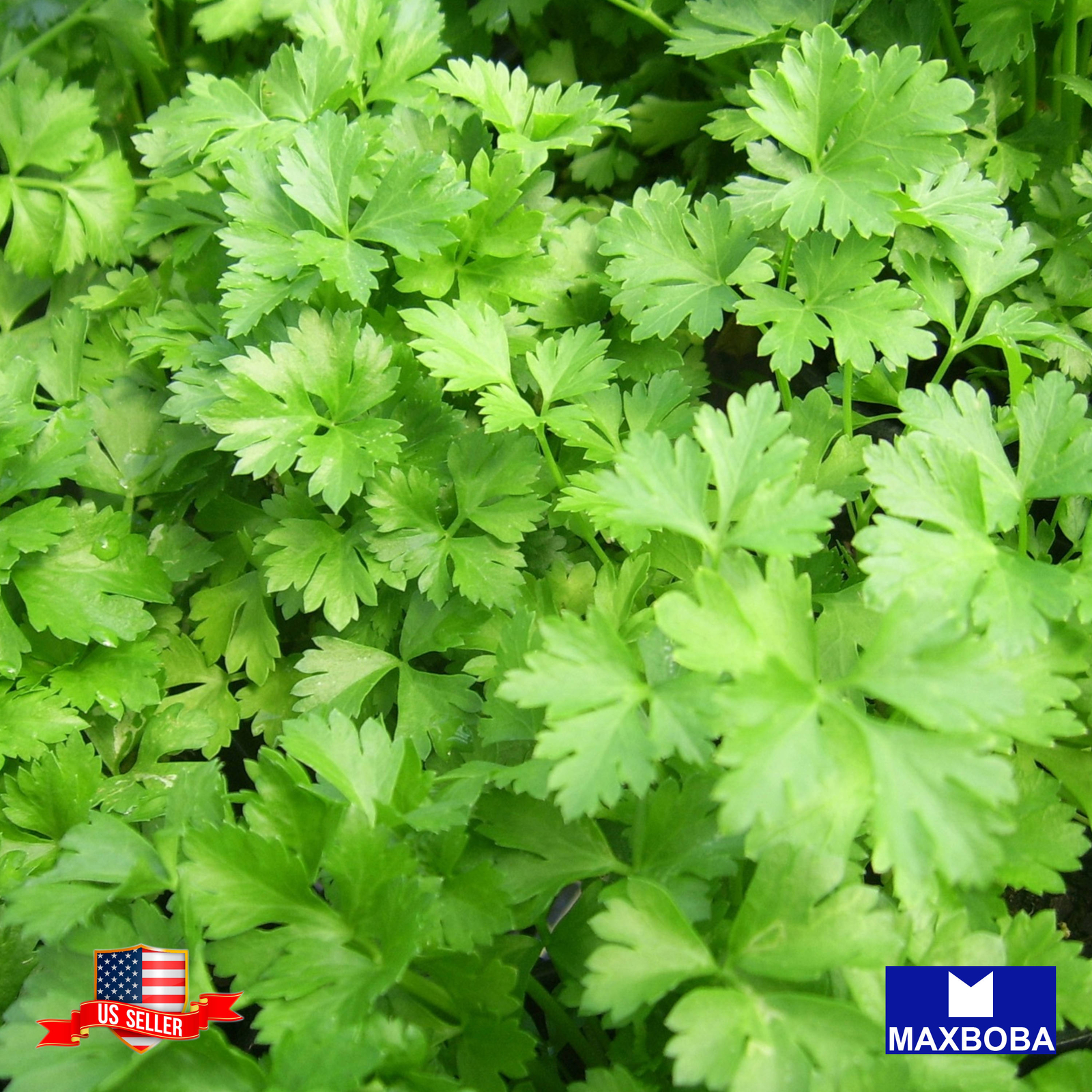 Parsley Seeds Giant Italian Organic Non-GMO Heirloom Garden Vegetable / Fresh