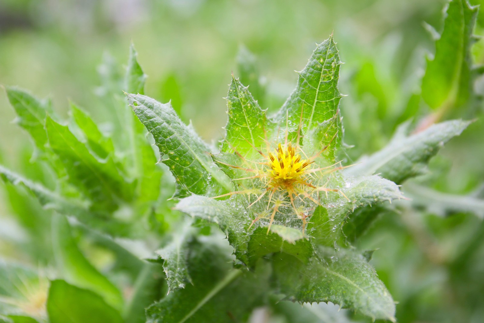 Blessed Thistle Seeds (Cnicus benedictus) ~Traditional Herb Pollinator Garden