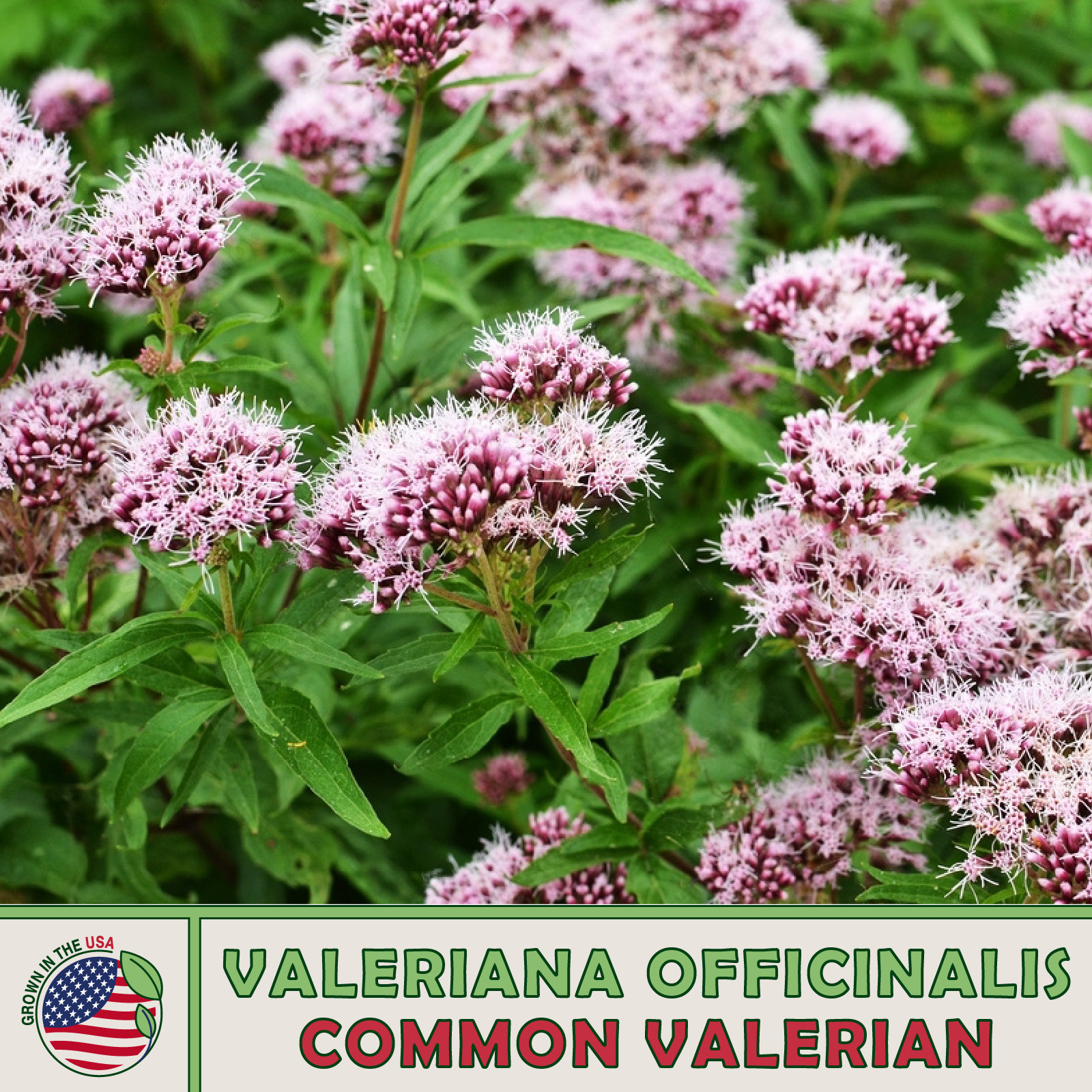 300 Common Valerian Seeds, Valeriana officinalis, Medicinal Herb, Genuine USA