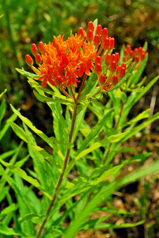 MILKWEED 100 SEEDS, ASCLEPIAS TUBEROSA, ORANGE BUTTERFLY WEED, EZ TO GROW.