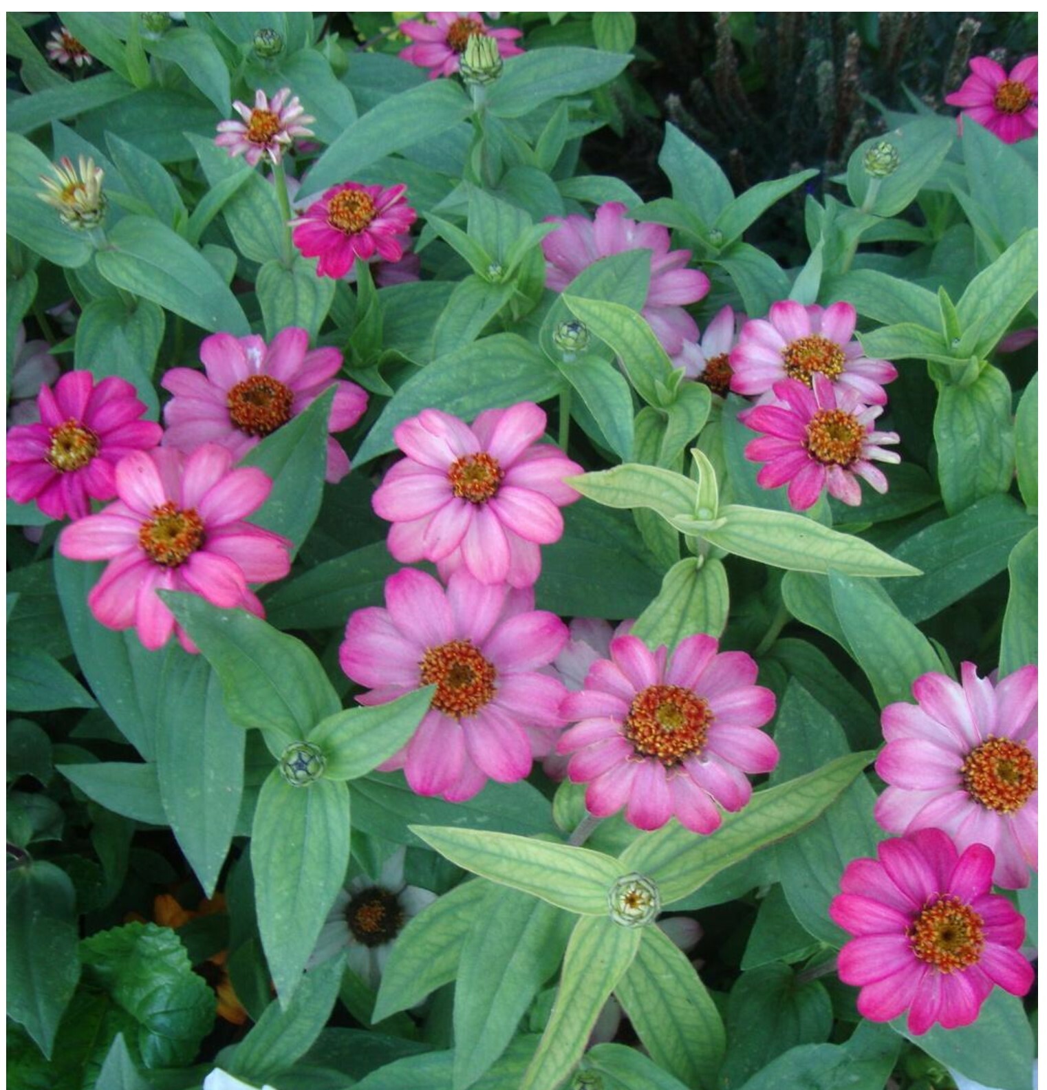 Annual Flower Seeds Zinnia White & Pink Zinnia Profusion Bloom 30 SEEDS