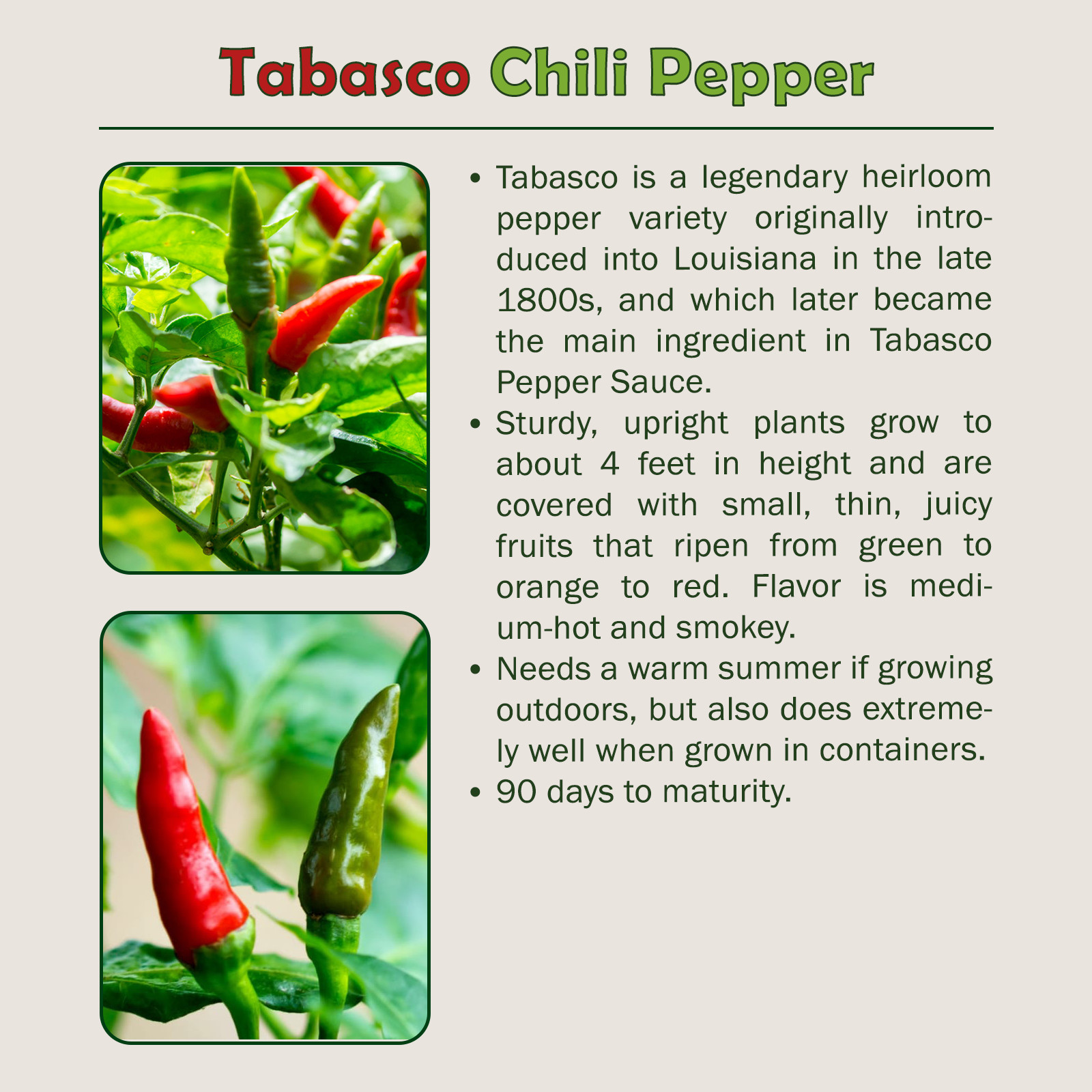 50 Tabasco Chili Pepper Seeds, Heirloom, Non GMO, Genuine USA