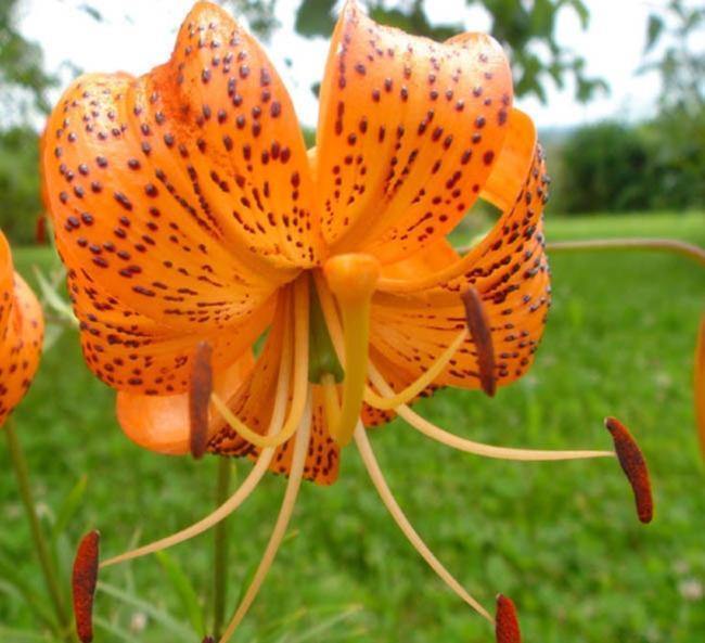 Lilium davidii | Turk’s Cap Lily | David’s Lily | 5 Seeds