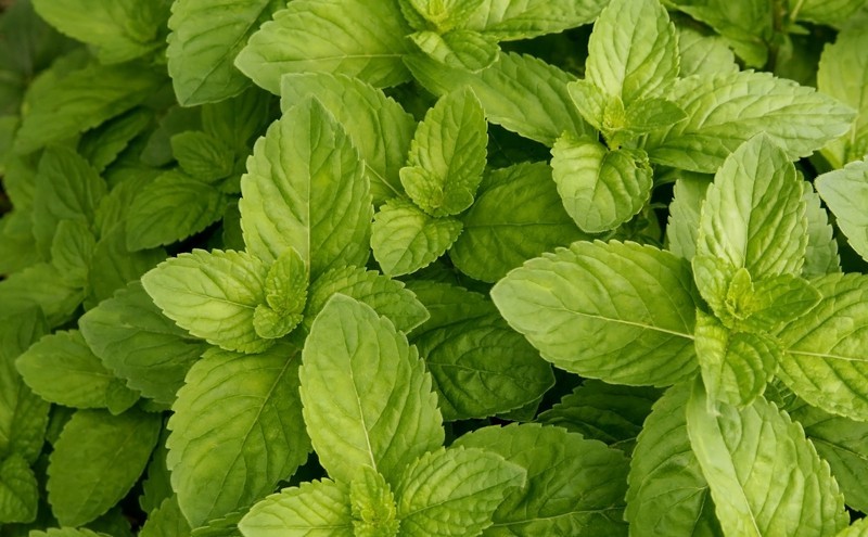 SPEARMINT BULK 1000 SEEDS * MOJITO*MINT JULEP*CONFECTIONERY* HERBAL TEA * AROMA*
