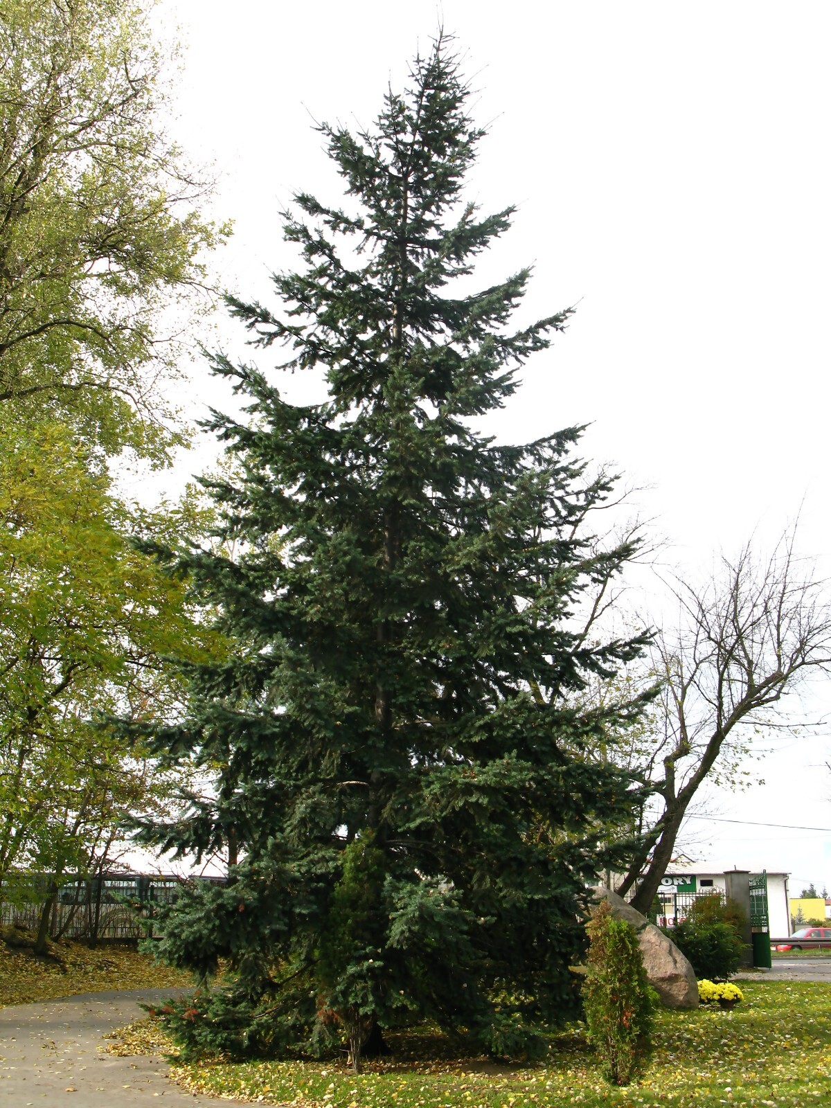 Blue Douglas Fir, Pseudotsuga menziesii glauca, Tree Seeds