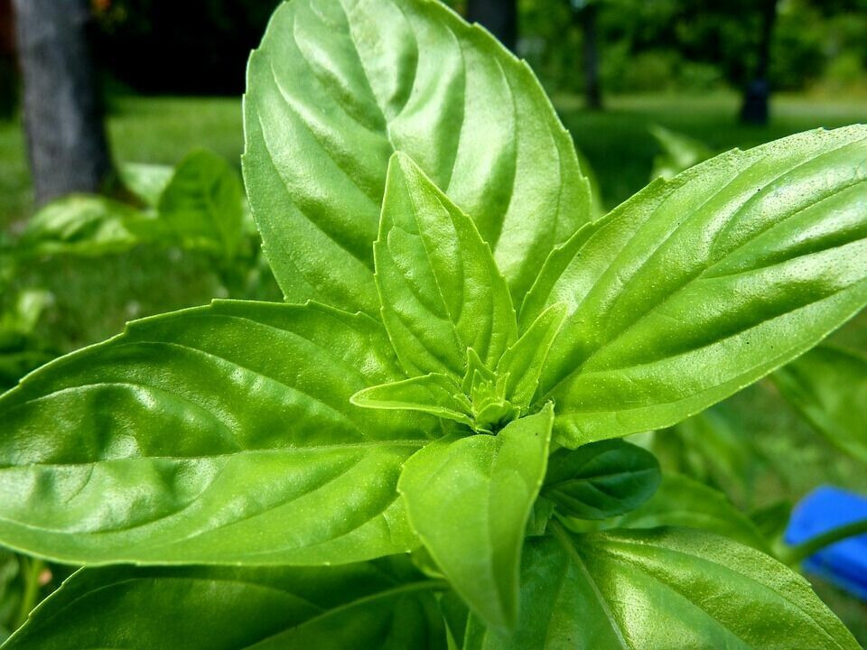 SCARBOROUGH SEEDS 500 Lemon Basil Herb Heirloom Seeds – Non-GMO