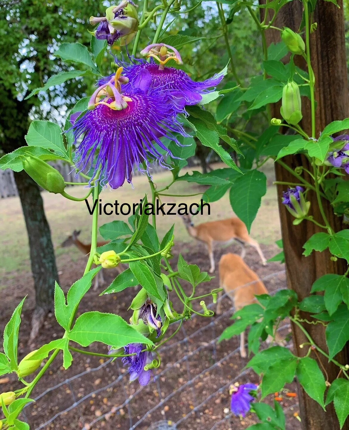 Purple Passion Flower Seeds Passiflora Passionfruit Organic TX USA Lilikoi Vine