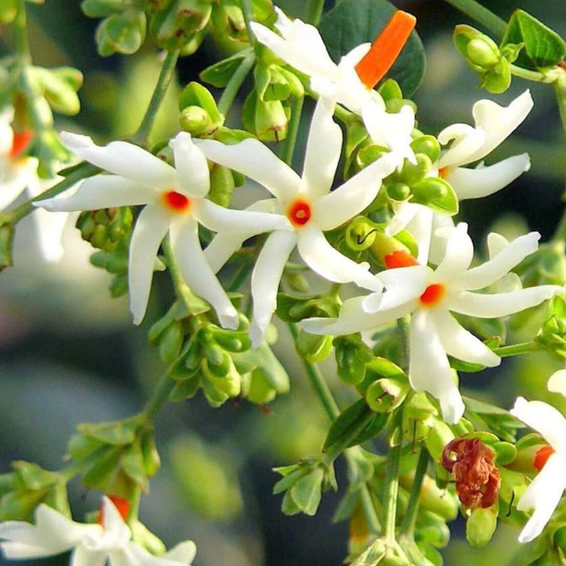 Nyctanthes arbor-tristis | Night-flowering Coral Jasmine | Parijat | 5_Seeds