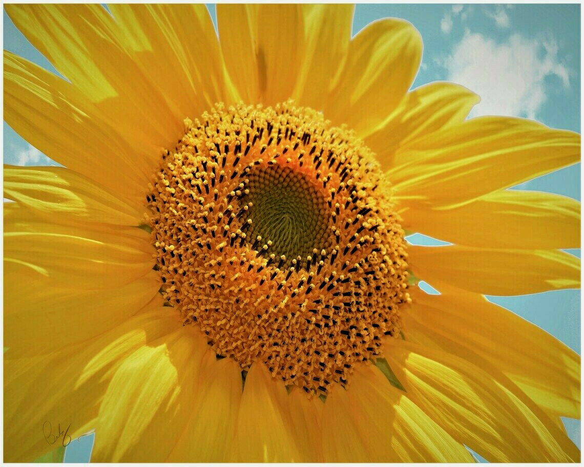 60+ Mammoth Russian Grey Stripe Sunflower Seeds “Brooklyn Botanical Garden Club”