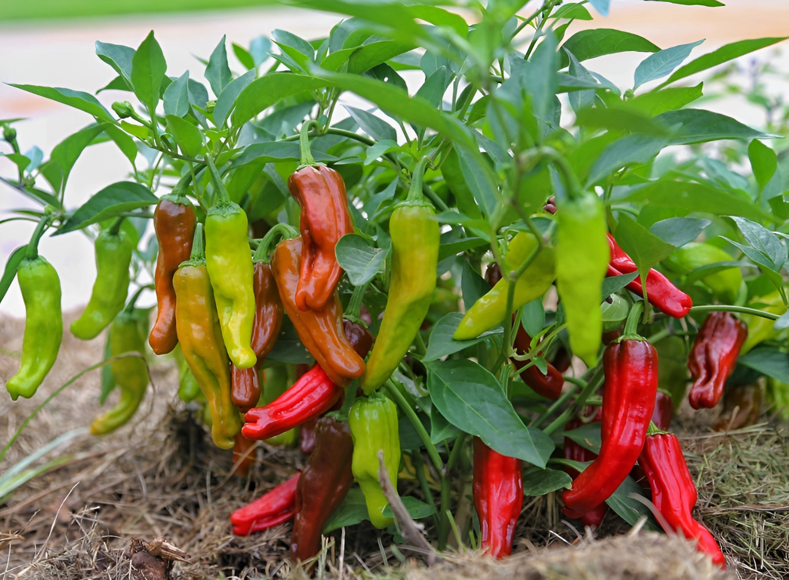 Sweet Golden Greek Pepperoncini Pepper Seeds – 60 Seeds Heirloom NonGMO Organic