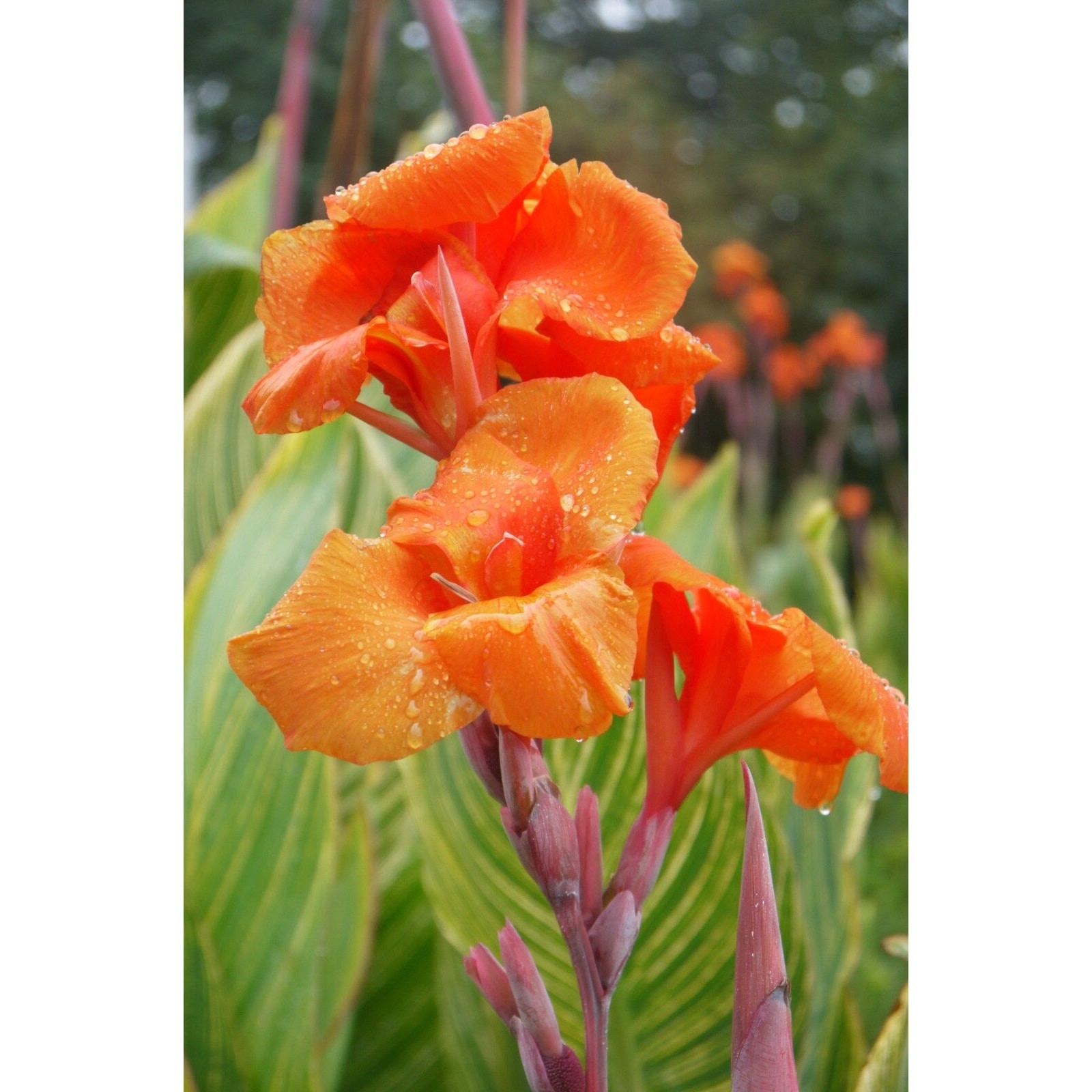 Canna Lily Tropicanna Phasion Bulbs Orange Flowering Baring Root For Planting 1