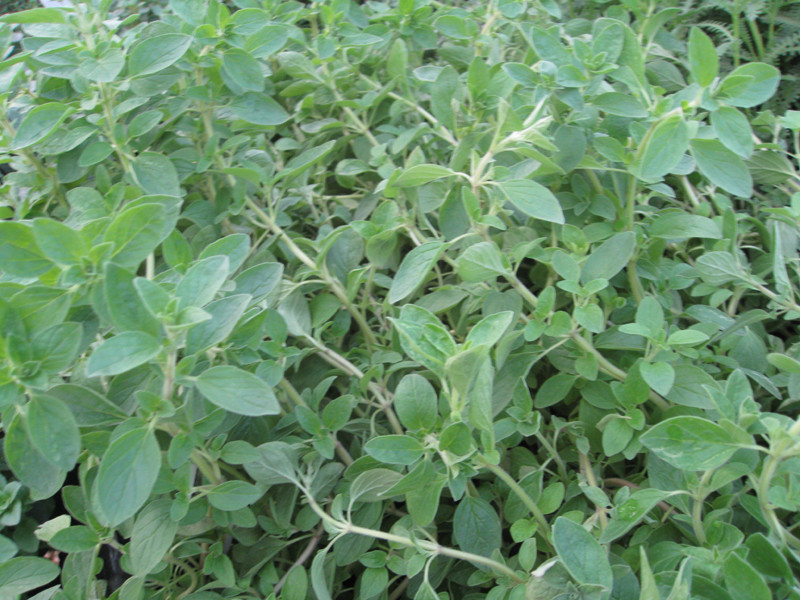 Italian Oregano Herb Seeds, Origanum Vulgare, NON-GMO, Variety Sizes, FREE SHIP