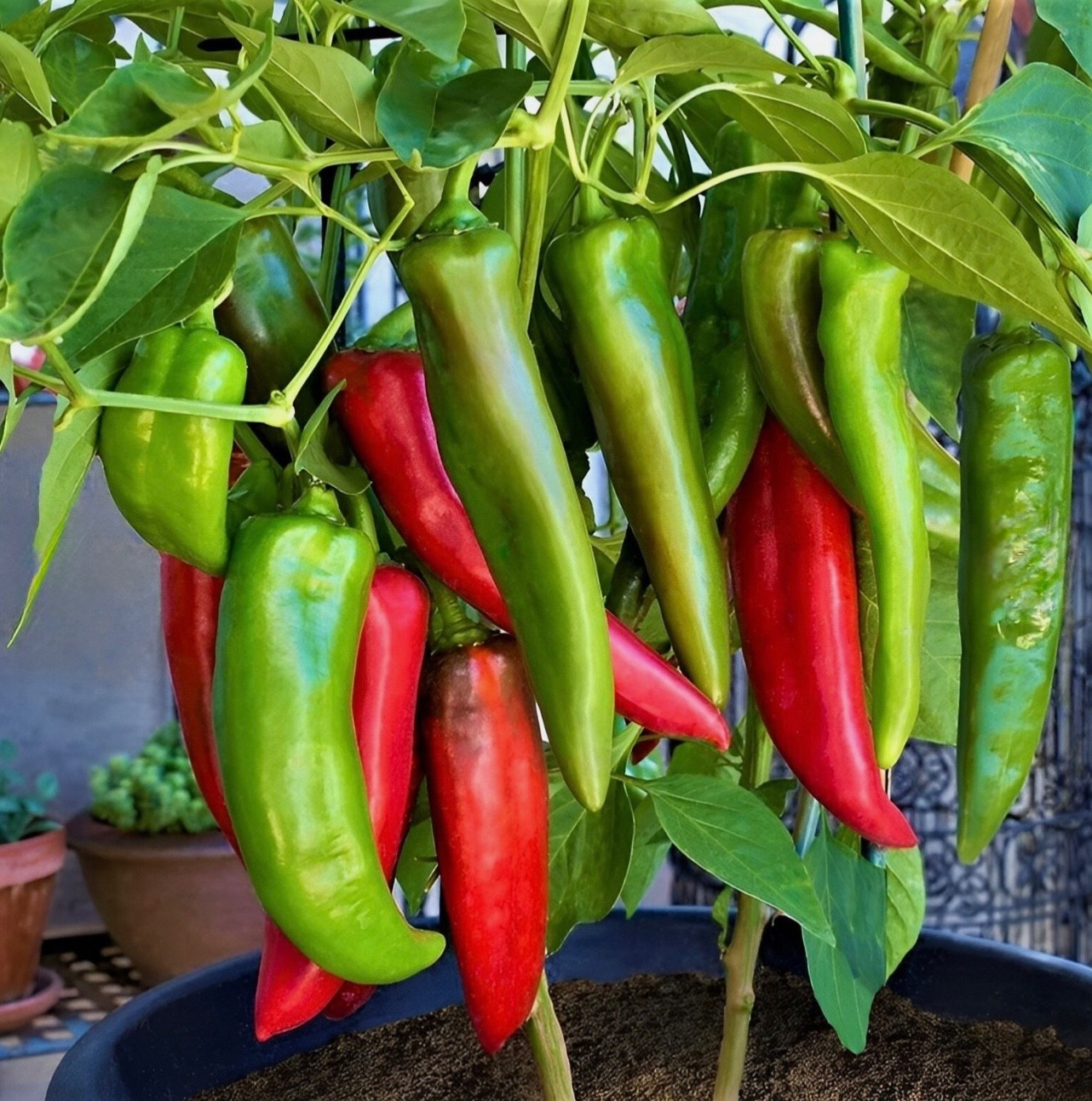 25+ NuMex Big Jim Hatch Chili Seeds, Non-GMO Heirloom, 12” Pepper, 2026 USA