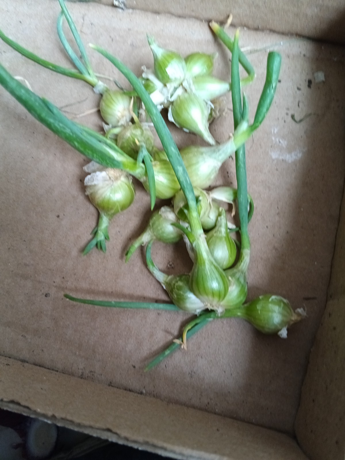 25 Egyptian walking onion Topsets Bulbs