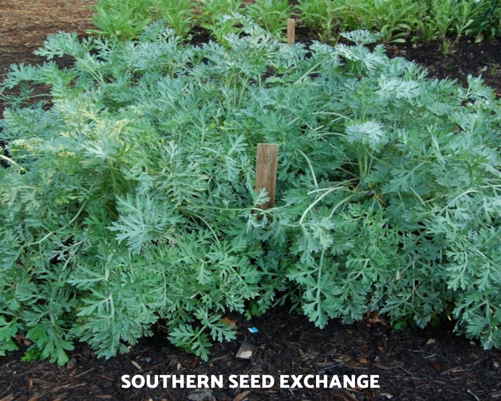 Wormwood (Artemisia Absinthium) – Medicinal Herb – Repellent – 200 seeds
