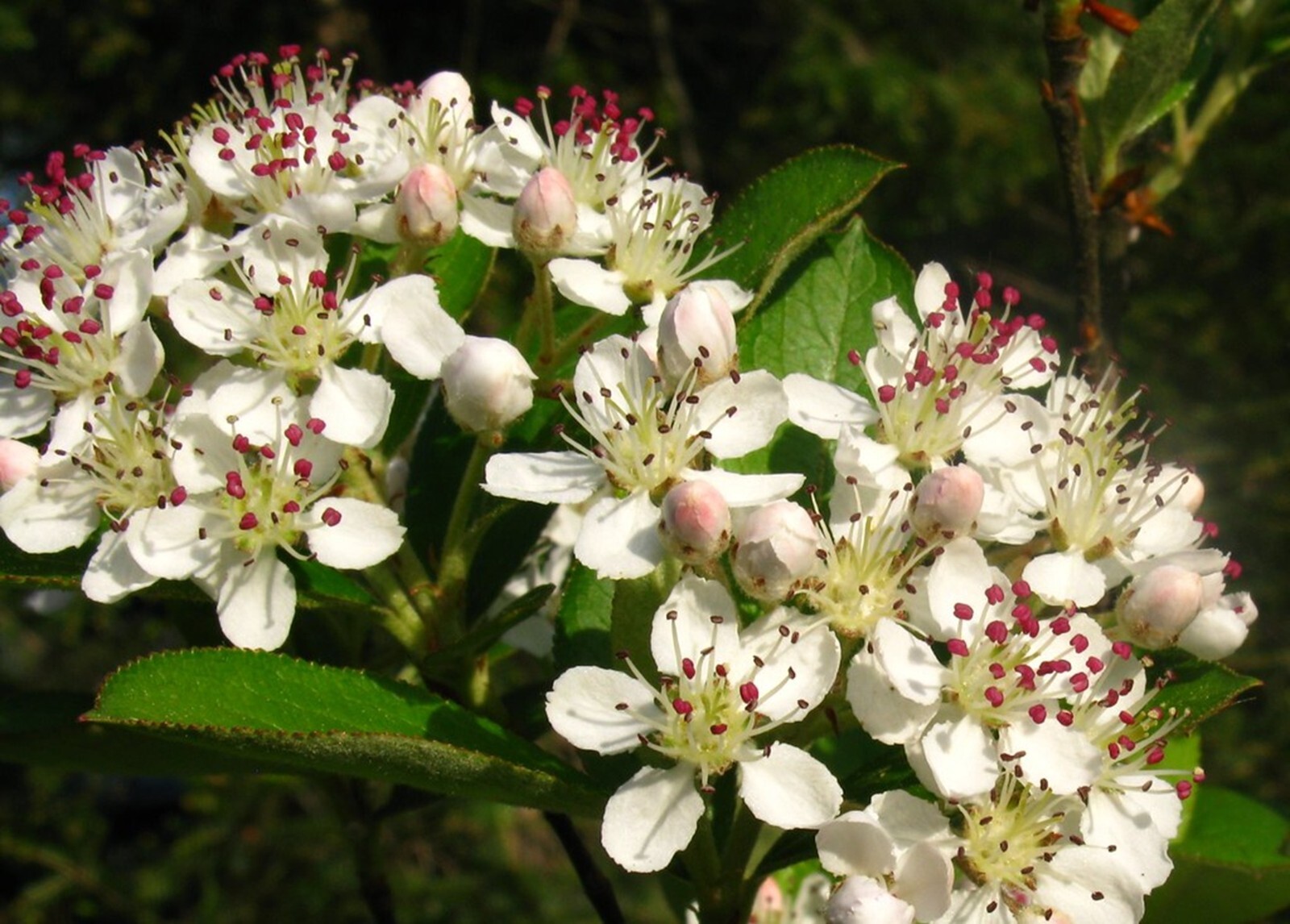 Brilliant Red Chokeberry Organic {Aronia a. b.} Edible 20+ seeds Free Shipping!