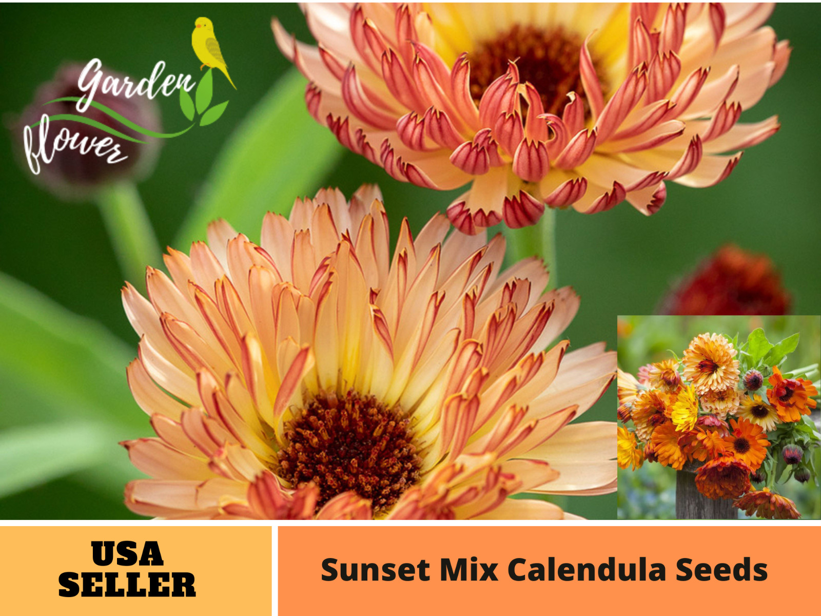 50+Seeds | Sunset Mix Calendula Seeds #H004