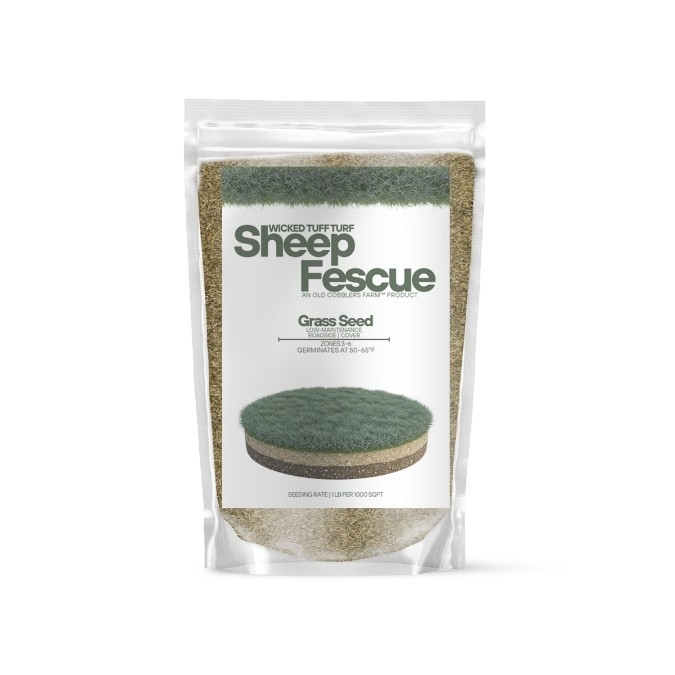Old Cobblers Farm™ Wicked Tuff Turf Sheep Fescue Seed – Drought-Tolerant Lawn