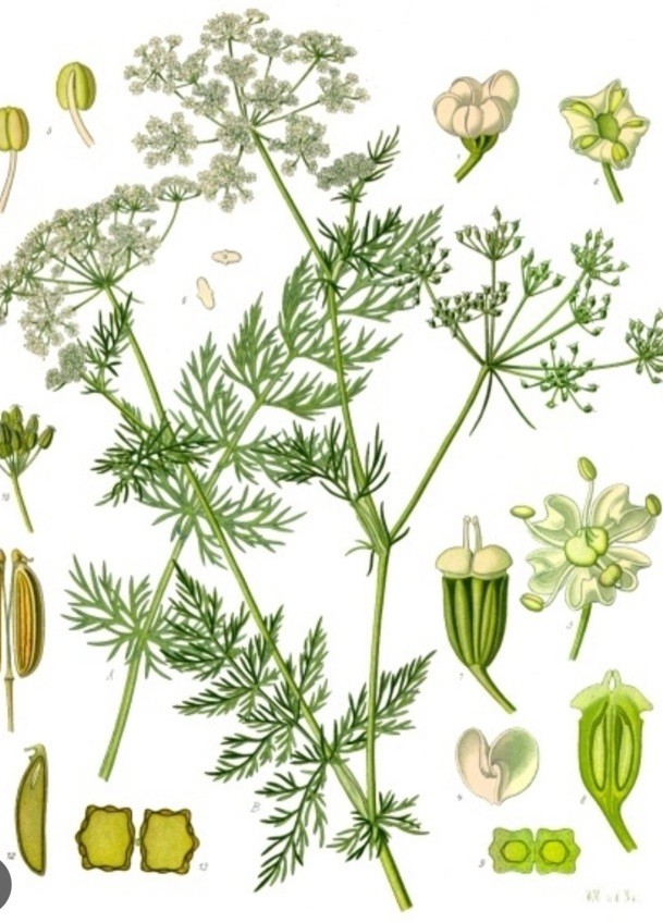 Caraway Seeds (500) / ORGANIC / CULINARY HERB / Free Shipping