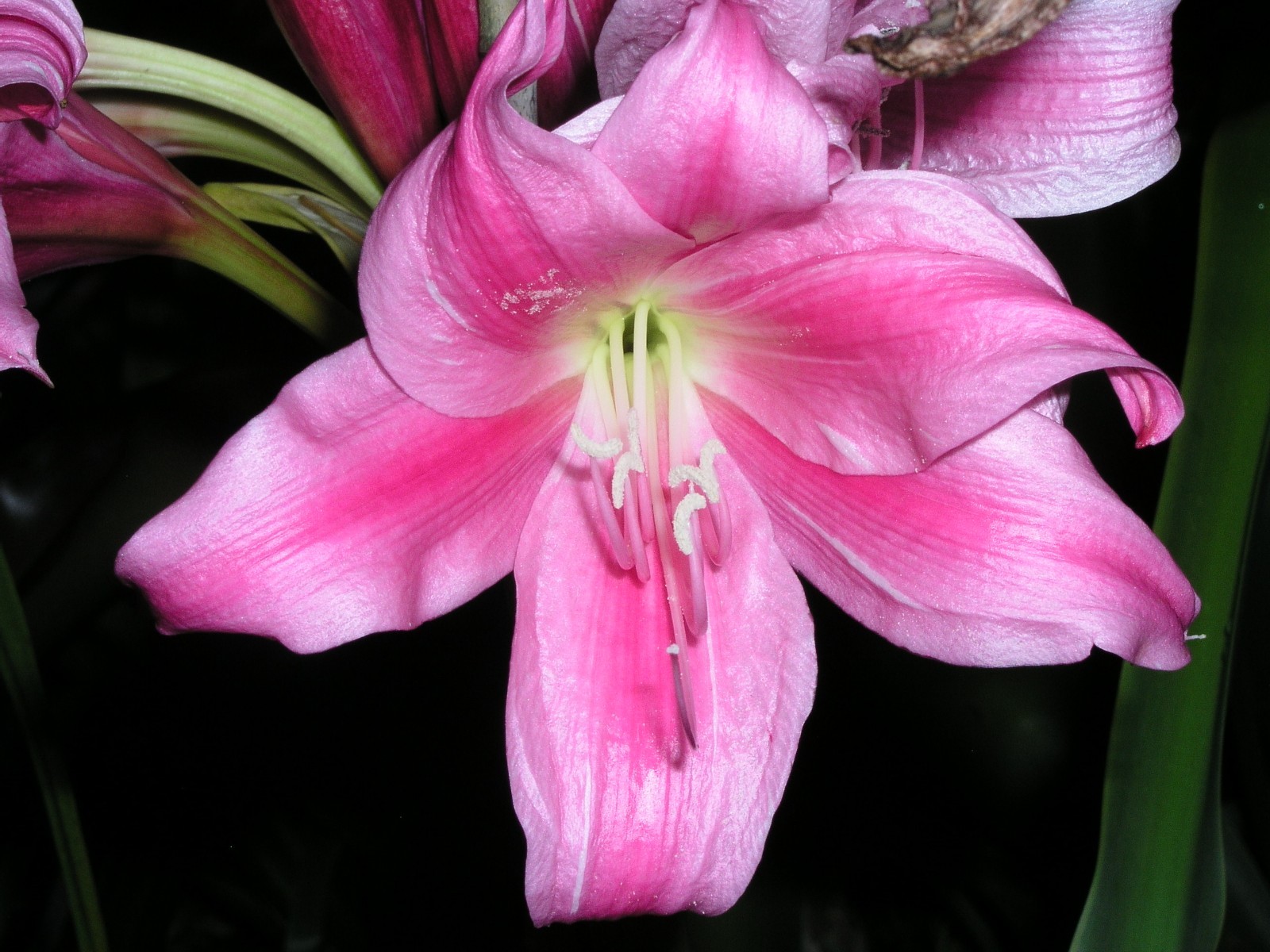 Crinum Lily, Carnival #02, medium-size bulb, NEW, stunning, RARE
