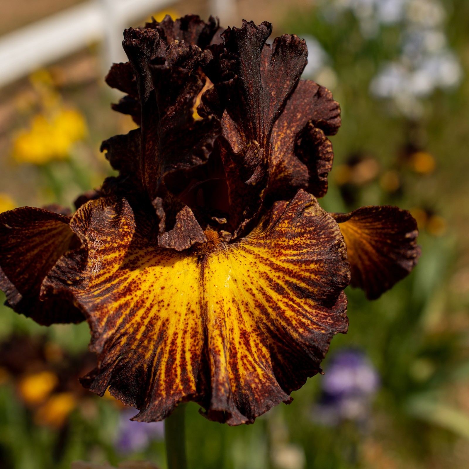**SORBONNE** Tall Bearded Iris. Pre-Order, Combined Shipping: Jul – Sep