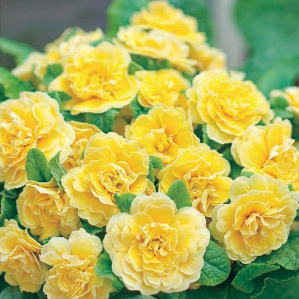 302 Mixed Perennial Primrose Seeds for Planting-Fragrant Double Primula Auricula