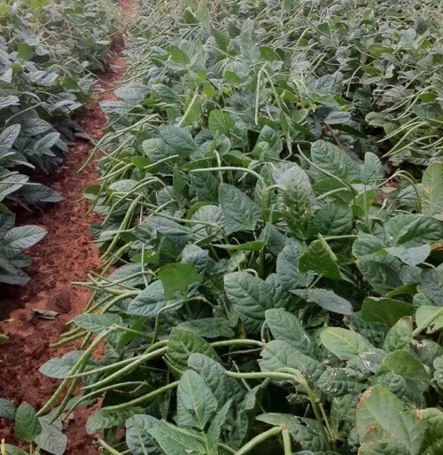 White Acre Cowpea Pea Heirloom 100 Seeds Garden Planting Non-GMO