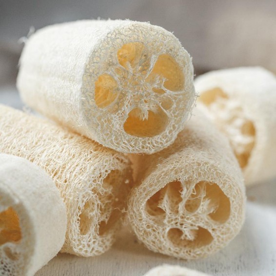 10 LUFFA GOURD SEEDS ~ 2026 ~ HEIRLOOMSEEDGUY ~ USA ~ NON-GMO ~ CRAFT