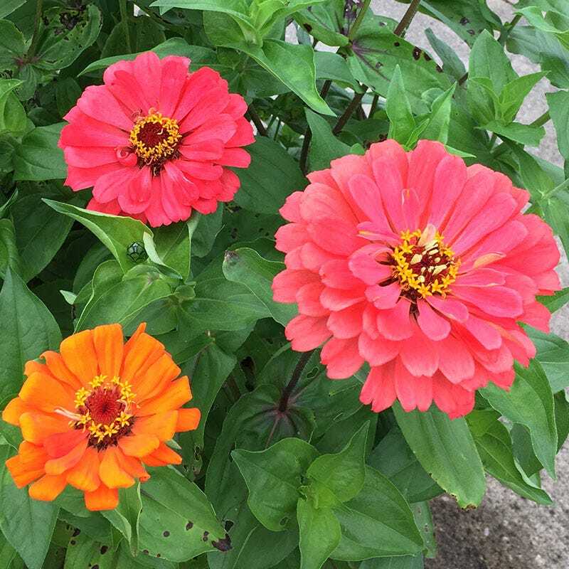Zinnia FRUITY BEAUTY Mix Attracts Hummingbirds and Butterflies Non-GMO 100 Seeds