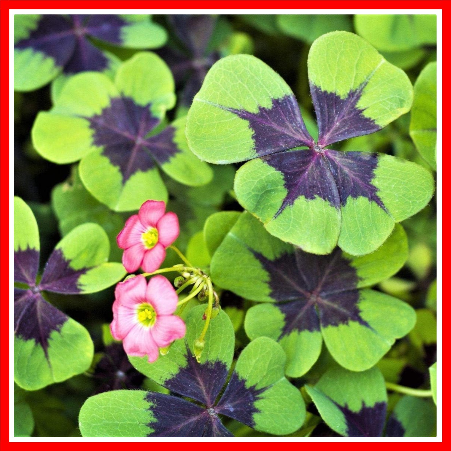 Iron Cross Shamrock Bulbs – 20 Bulbs to Plant – Good Luck Plant – Fast Growin…