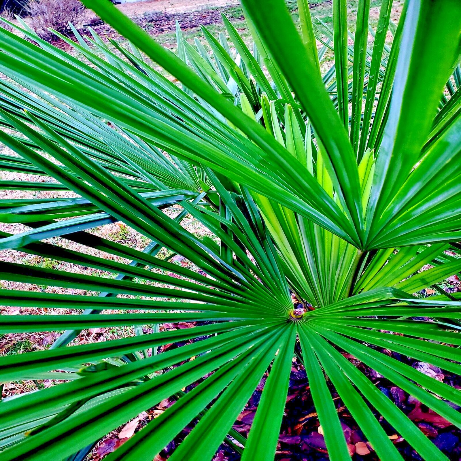10 WINDMILL FAN PALM Tree Seeds Trachycarpus Fortunei MOST COLD HARDY Palm Plant